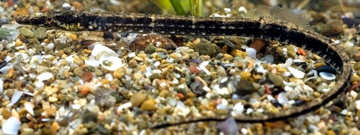 Syngnathus abaster_03